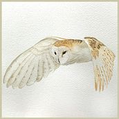 Chouette en vol! Ein Projekt aus dem Bereich Traditionelle Illustration, Aquarellmalerei und Bildende Künste von Karine LaSalle - 30.01.2023