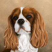Cavalier King Charles Spaniel - portrait. Pintura digital projeto de Monika Duc - 03.10.2022