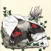 Il mio progetto del corso: Illustrazione naturalistica a penna. Traditional illustration, Drawing, Realistic Drawing, and Naturalistic Illustration project by Giorgia Volpe - 01.30.2023