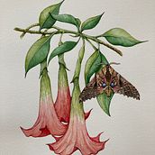My project for course: Naturalistic Illustration in Watercolor and Gouache. Fine Arts, Painting, Watercolor Painting, Botanical Illustration, Naturalistic Illustration, and Gouache Painting project by dfmclean - 01.31.2023