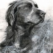 My project for course: Animal Illustration with Charcoal and Ink By Brian Mcilroy. Fine Arts, Drawing, Ink Illustration, and Naturalistic Illustration project by Brian Mcilroy - 02.01.2023