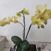 Amo las orquídeas . Projekt z dziedziny Design użytkownika Gloria Peña Ramos - 01.02.2023