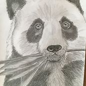 My project for course: Naturalistic Animal Drawing with Graphite Pencil. Traditional illustration, Pencil Drawing, Drawing, and Naturalistic Illustration project by yvonnejvirgo - 02.02.2023