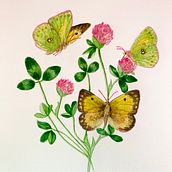 Il mio progetto del corso: Illustrazione naturalistica con acquerelli e gouache. Fine Arts, Painting, Watercolor Painting, Botanical Illustration, Naturalistic Illustration, and Gouache Painting project by Eleonora Stefanini - 02.03.2023