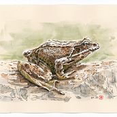 Grenouille - Encre et aquarelle - 2023. Traditional illustration, Drawing, Realistic Drawing, Naturalistic Illustration, and Watercolor Painting project by Domi B - 02.03.2023