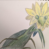 My project for course: Surrealist Illustration Inspired by Nature. Een project van Traditionele illustratie, Tekening met potlood,  Tekening,  Artistieke tekening, Naturalistische illustratie y Tekenen met kleurpotloden van melissara5767 - 04.02.2023