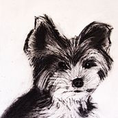 Mon projet du cours : Illustration d'animaux au fusain et à l'encre. Fine Arts, Drawing, Ink Illustration, and Naturalistic Illustration project by Denis Beaulieu - 02.04.2023