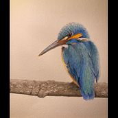 My project for course: Classical Oil Painting for Naturalist Bird Portraiture Ein Projekt aus dem Bereich Bildende Künste, Malerei, Ölmalerei und Naturalistische Illustration von judiandsteve - 04.02.2023