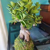 Mi proyecto del curso: Kokedamas: crea macetas naturales de musgo. Arts, Crafts, Interior Design, L, scape Architecture, Decoration, DIY, Floral, and Plant Design project by anamnolasco - 02.05.2023