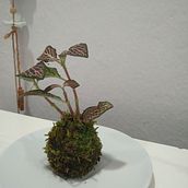 Mi proyecto del curso: Kokedamas: crea macetas naturales de musgo. Arts, Crafts, Interior Design, L, scape Architecture, Decoration, DIY, Floral, and Plant Design project by Ana Alonso Alvarez - 02.05.2023