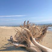 Mi proyecto del curso: La Cruz de Huanacaxtle beach, Nayarit, Mexico. Mobile Photograph, Outdoor Photograph & Instagram Photograph project by anicolas.cruz - 02.05.2023