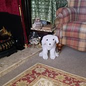 My project for course: Knitting Realistic Stuffed Animals: Make a Puppy from Yarn. Tecido, DIY, Tricô, e Design têxtil projeto de pol_9 - 04.02.2023