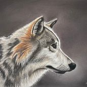 Grey wolf in pastel pencils with pastel background . % Alan A tarafından hazırlanan Güzel sanatlar projesi - 12.22.2022