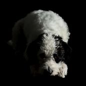Fotografiando mascotas. Photograph, Portrait Photograph, Studio Photograph, Documentar, Photograph, Lifest, and le Photograph project by Laura Vigo - 02.06.2023