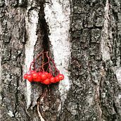 Red berries. Un progetto di Fotografia di Irina Kuz - 06.02.2023