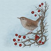 Winter Wren. Een project van Traditionele illustratie y Digitale illustratie van emmajcurtis - 06.02.2023