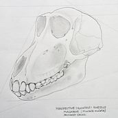Rhesus Macaque Monkey Skull: 3-Point Perspective Illustration. Fine Arts, Pencil Drawing, Drawing, Realistic Drawing, and Figure Drawing project by Brad Atchison - 02.07.2023