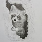 Raccoon (Procyon lotor): Naturalistic Animal Drawing with Graphite Pencil. Traditional illustration, Pencil Drawing, Drawing, Naturalistic Illustration, Sketching, Realistic Drawing, and Narrative project by Brad Atchison - 02.07.2023