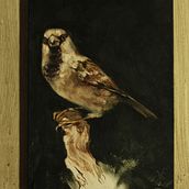 My project for course: Classical Oil Painting for Naturalist Bird Portraiture Ein Projekt aus dem Bereich Bildende Künste, Malerei, Ölmalerei und Naturalistische Illustration von Emília Varga - 08.02.2023