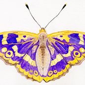 Il mio progetto del corso: Acquerelli per applicazioni su prodotti: monetizza la tua arte. Watercolor Painting, Artistic Drawing, Botanical Illustration, and Naturalistic Illustration project by Giorgia Volpe - 02.08.2023
