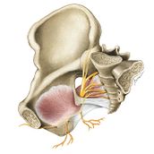Anatomical Drawings Using Analogue and Digital Media. Un progetto di Illustrazione tradizionale, Pittura, Disegno, Pittura ad acquerello, Disegno realistico e Illustrazione naturalistica di Aron - 08.02.2023