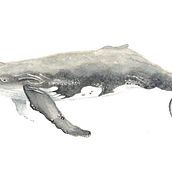 My project for course: Naturalist Illustration Techniques: Whales in Watercolor. Fine Arts, Painting, Watercolor Painting, and Naturalistic Illustration project by sandralenore - 10.27.2022