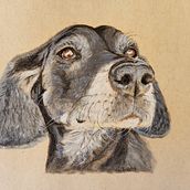 Pet portrait 'Chloe'. Traditional illustration, and Fine Arts project by suemackenzie186 - 02.08.2023