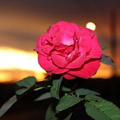 Meu projeto do curso: Fotografia para iniciantes: técnicas profissionais . % joycesoaressil666 tarafından hazırlanan Fotoğrafçılık, Dijital Fotoğrafçılık, Güzel Sanatlar Fotoğrafçılığı, Fotoğrafik Kompozis, Ve on projesi - 02.09.2023