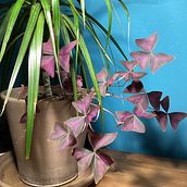 Mi proyecto del curso: Acuarela botánica: ilustra la anatomía de las flores. Traditional illustration, Fine Arts, Painting, Drawing, Watercolor Painting, and Botanical Illustration project by Susana SL - 02.11.2023