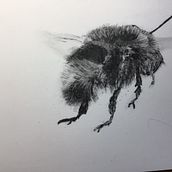My project for course: Illustrating the Natural World with Watercolor and Charcoal. Un progetto di Illustrazione tradizionale, Pittura e Illustrazione naturalistica di Lynda White - 08.02.2023