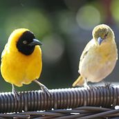 My project for course: Writing Exercises: From the Blank Page to Everyday Practice . Un proyecto de Escritura, Creatividad, Stor, telling, Narrativa y Escritura creativa de Nakedi Maputla - 11.02.2023