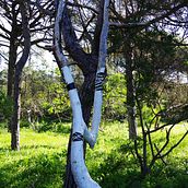 arbol.  project by firmo marcos escariz - 02.12.2023