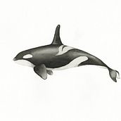 My project for course: Naturalist Illustration Techniques: Whales in Watercolor. Un progetto di Belle arti, Pittura, Pittura ad acquerello e Illustrazione naturalistica di S Shing Lim - 12.02.2023