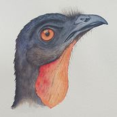 Meu projeto do curso: Ilustração naturalista de aves com aquarela. Traditional illustration, Watercolor Painting, Realistic Drawing, and Naturalistic Illustration project by Paula dos Reis Inácio de Souza - 02.14.2023