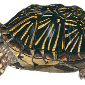 Western Box Turtle. Ilustração tradicional projeto de sc24155 - 14.02.2023