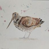 WOODCOCK. Un proyecto de Pintura a la acuarela de Antonio Balzarini - 15.02.2023