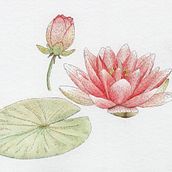 Il mio progetto del corso: Illustrazione della natura con acquerelli e penne. Traditional illustration, Fine Arts, Painting, Drawing, Watercolor Painting, and Botanical Illustration project by Giorgia Volpe - 02.16.2023