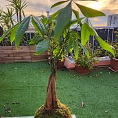 Mi proyecto del curso: Kokedamas: crea macetas naturales de musgo. Arts, Crafts, Interior Design, L, scape Architecture, Decoration, DIY, Floral, and Plant Design project by josepgarrobe - 02.17.2023