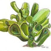 My project for course: Botanical Sketchbooking: A Meditative Approach. Traditional illustration, Sketching, Drawing, Watercolor Painting, Botanical Illustration, and Sketchbook project by zenreddog - 02.17.2023