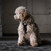Mein Abschlussprojekt für den Kurs: Lifestyle-Fotografie mit Hunden. Photograph, Portrait Photograph, Instagram Photograph, Documentar, Photograph, Lifest, and le Photograph project by Ina Röttger - 02.19.2023