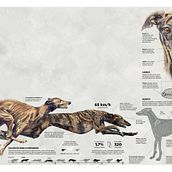 Galgo español: nacido para correr. Information Design, Photograph, Post-production, Sculpture, Infographics, and Drawing project by davidvazquezmatapaz - 02.14.2020