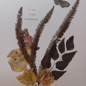 Meu projeto do curso: Técnicas básicas para prensar flores e plantas. Fine Arts, Collage, Floral, and Plant Design project by Cecília Pederzoli - 02.20.2023
