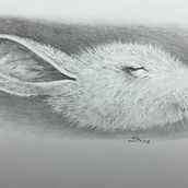 My project for course: Naturalistic Animal Drawing with Graphite Pencil. Traditional illustration, Pencil Drawing, Drawing, and Naturalistic Illustration project by Jacqueline Price - 02.21.2023