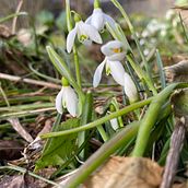 Snowdrop. Traditional illustration project by martin_s - 02.22.2023