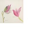 Mi proyecto del curso: Cuaderno botánico en acuarela. Un projet de Illustration traditionnelle, Aquarelle, Illustration botanique , et Carnet de croquis de Deyanire Salazar - 19.03.2023