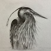 The Great blue Heron. Traditional illustration project by Jacqueline Price - 02.23.2023