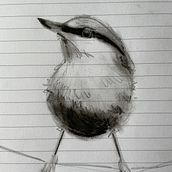 Mijn project van de cursus: Vogels illustreren met artistieke aquarel. Een project van Traditionele illustratie, Aquarelschilderen, Realistische tekening y Naturalistische illustratie van lindeboekhoudt - 24.02.2023