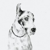 Mijn project van de cursus: Leer dieren illustreren met houtskool en inkt. Fine Arts, Drawing, Ink Illustration, and Naturalistic Illustration project by silentgirl - 02.25.2023