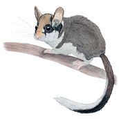 Il mio progetto del corso: Illustrazione scientifica di animali ad acquerello. Traditional illustration, Watercolor Painting, Realistic Drawing, and Naturalistic Illustration project by Giorgia Volpe - 02.25.2023