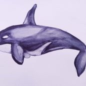 Mi proyecto del curso: Técnicas de ilustración naturalista: ballenas en acuarela. Fine Arts, Painting, Watercolor Painting, and Naturalistic Illustration project by Camila Pezoa Fuentes - 02.25.2023